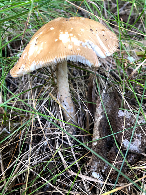 Wild Mushroom